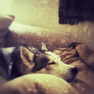 Meet your Posher, Tara